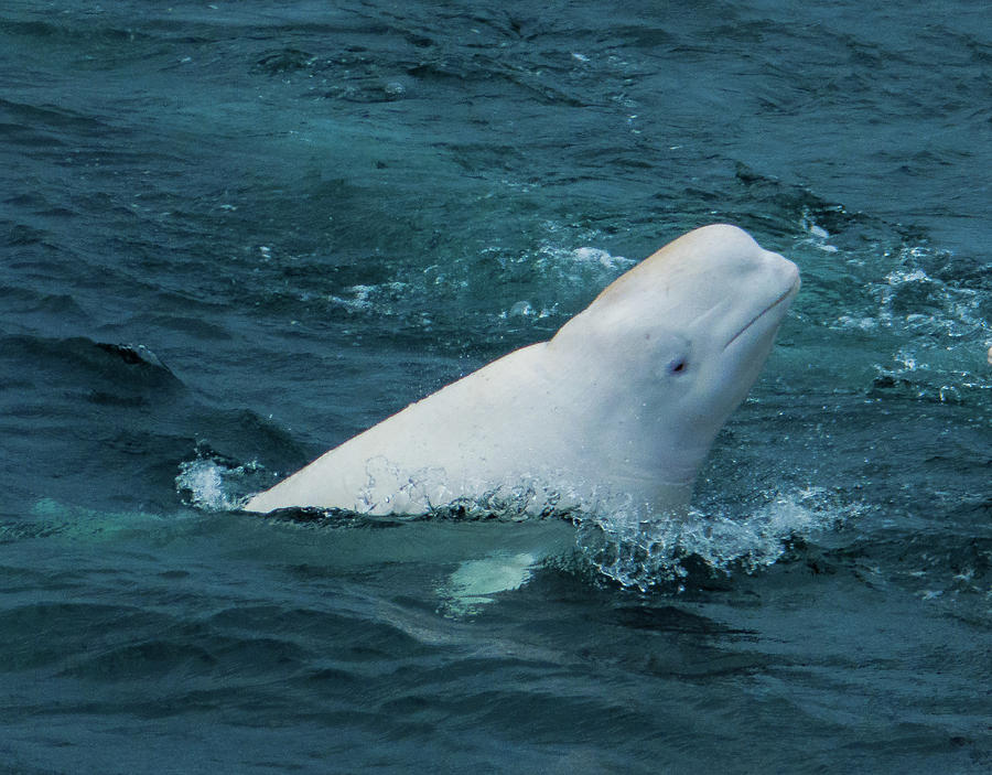 Hvaldimir the Russian Spy Whale Photograph by Debra and Dave Vanderlaan