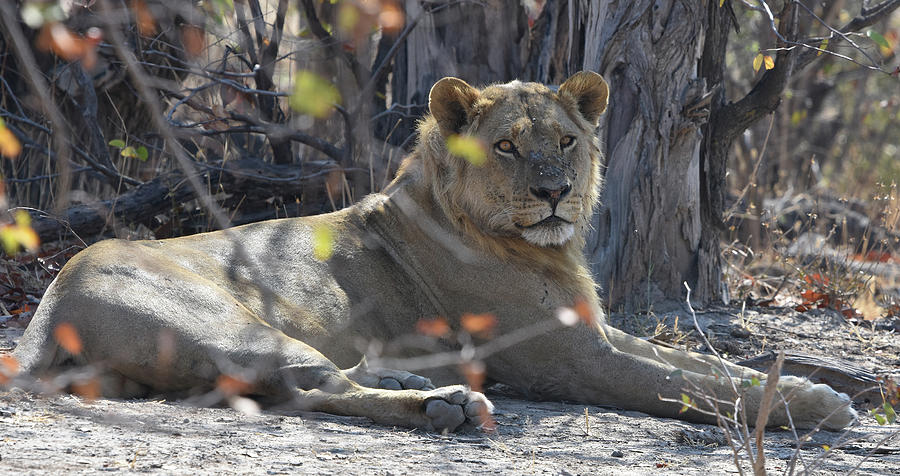 Hwange Lion Photograph by Ben Foster Hwange Lion Photograph by Ben Foster