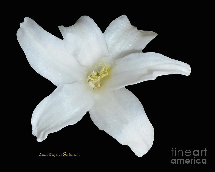 Flowers Still Life Photograph - Hyacinth #192 by EGiclee Digital Prints