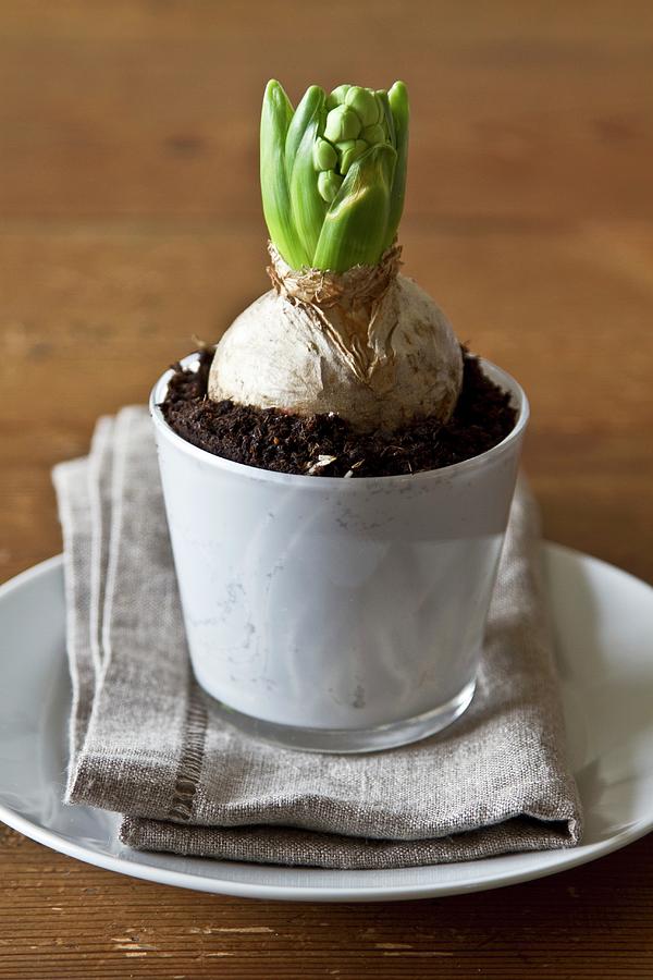 Hyacinth Bulb In Planter Photograph by Catja Vedder