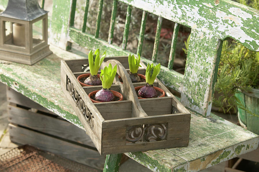 Hyacinth Bulbs In Compartments Of Tray On Garden Bench Photograph by Werner Krauss