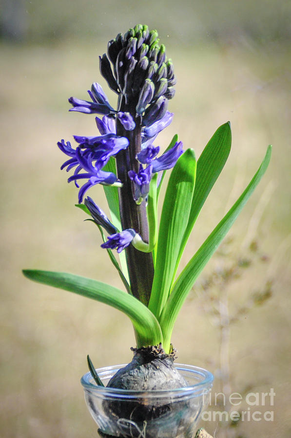 Hyacinth Photograph by Cheryl McClure