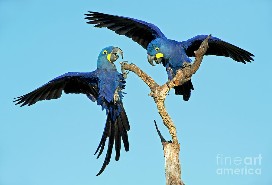 Macaw Photograph - Hyacinth courtship by Tony Camacho