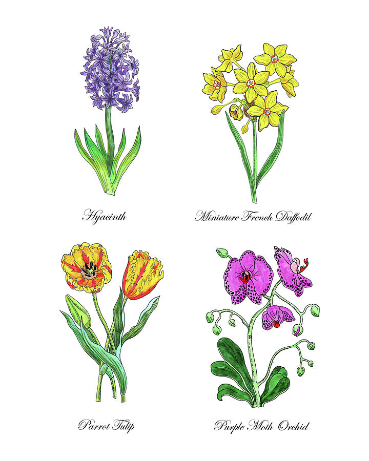 Hyacinth Daffodil Tulip Orchid Botanical Watercolor  Painting by Irina Sztukowski