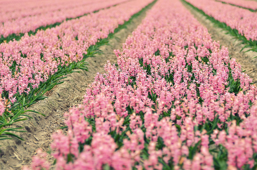 Hyacinth Field Photograph by Photo By Ira Heuvelman-dobrolyubova Hyacinth Field Photograph by Photo By Ira Heuvelman-dobrolyubova