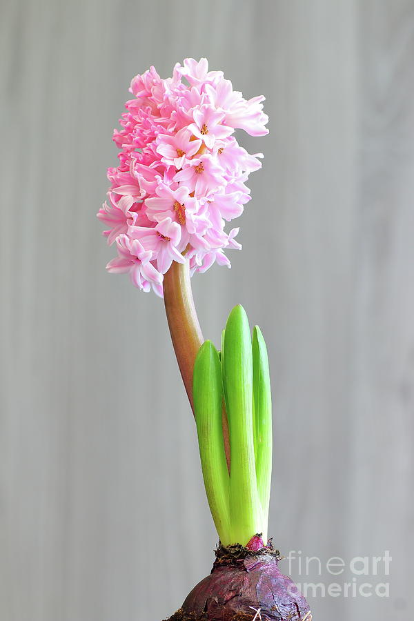 Spring Photograph - Hyacinth flower bulb on wood background by Gregory DUBUS