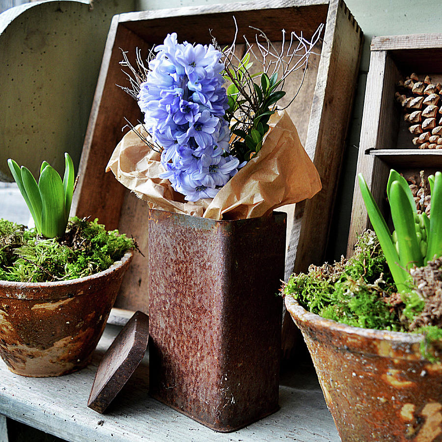 Hyacinth Flower With Buxus In Rusty Tin Can Photograph by Christin By Hof 9