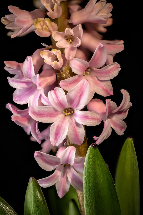 Hyacinth Photograph by Fred J Lord