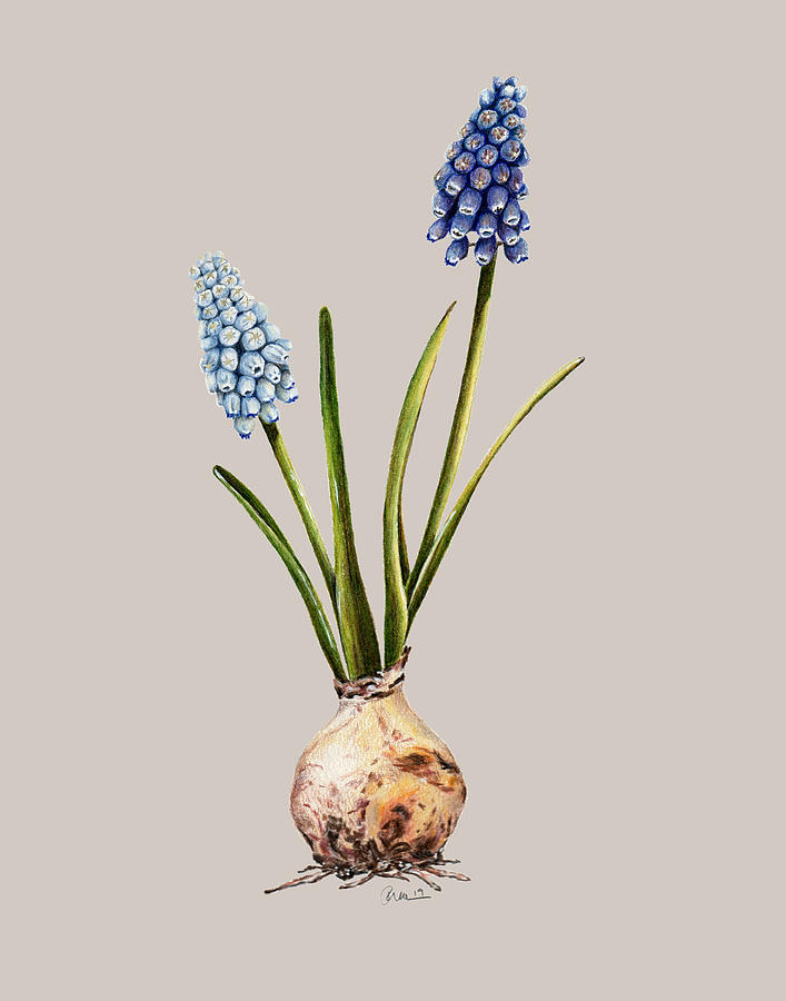 Hyacinth Drawing by Kristie Vargo Pixels