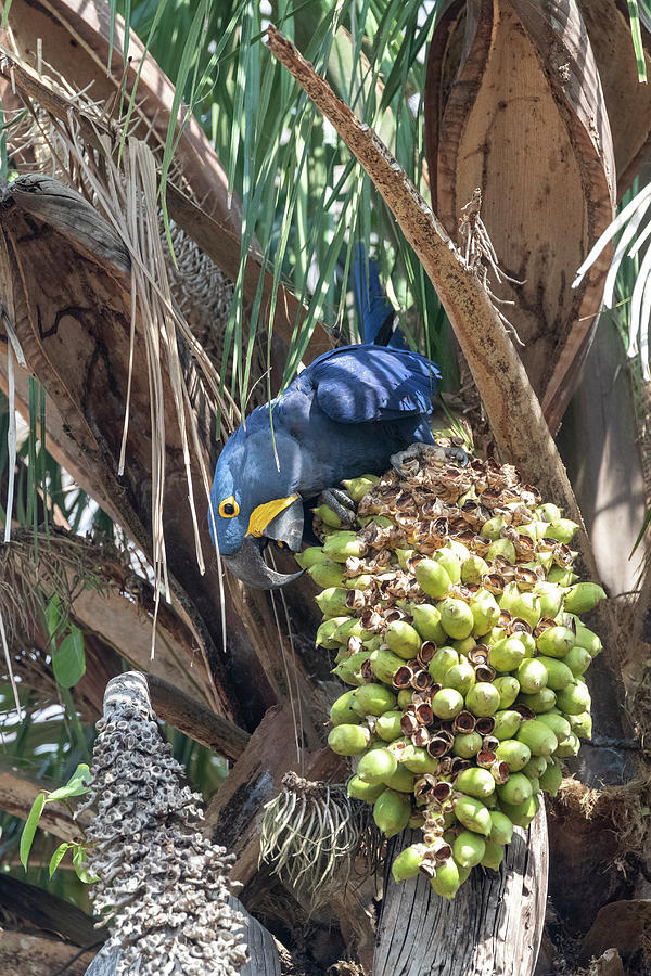 Hyacinth Macaw Feeding On Palm Nuts, Pantanal, Mato Grosso Photograph by Sylvain Cordier / Naturepl.com Hyacinth Macaw Feeding On Palm Nuts, Pantanal, Mato Grosso Photograph by Sylvain Cordier / Naturepl.com