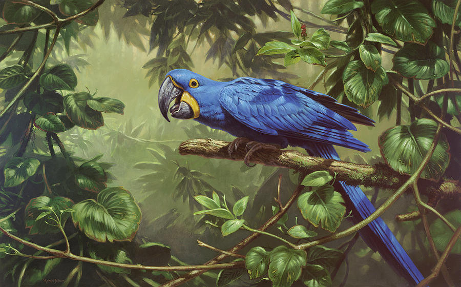 Parrot Photograph - Hyacinth Macaw by Michael Jackson