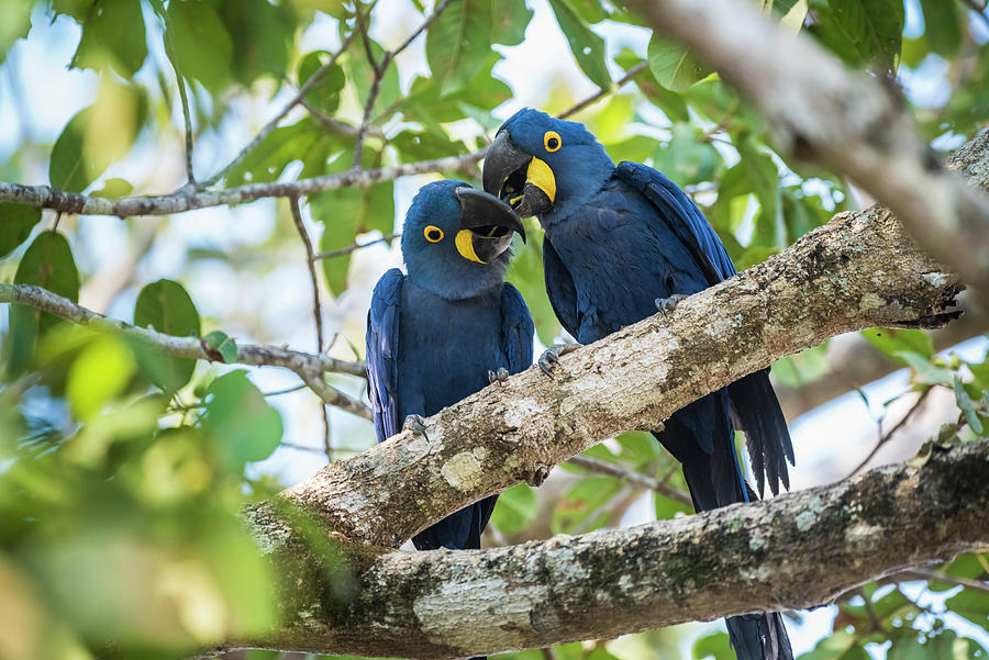 Hyacinth Macaw Pair Courtship, Pantanal, Mato Grosso, Brazil Photograph 