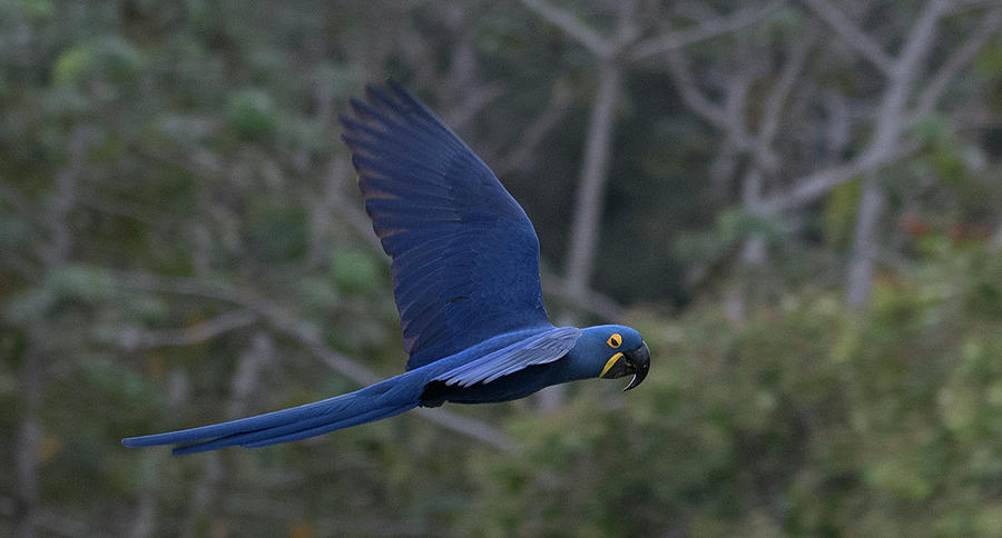 Hyacinth Macaw Photograph by Patrick Nowotny