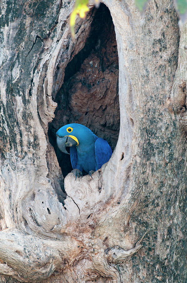 Hyacinth Macaw Photograph by William Mullins