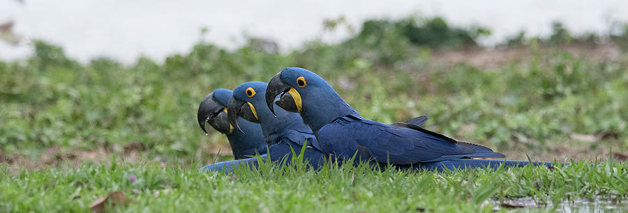 Hyacinth Macaws Drinking Photograph by Patrick Nowotny