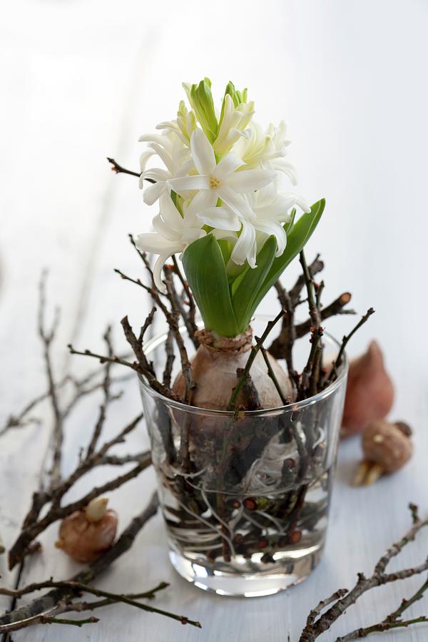 Hyacinth With Bulb And Short Twigs In Drinking Glass Photograph by Martina Schindler