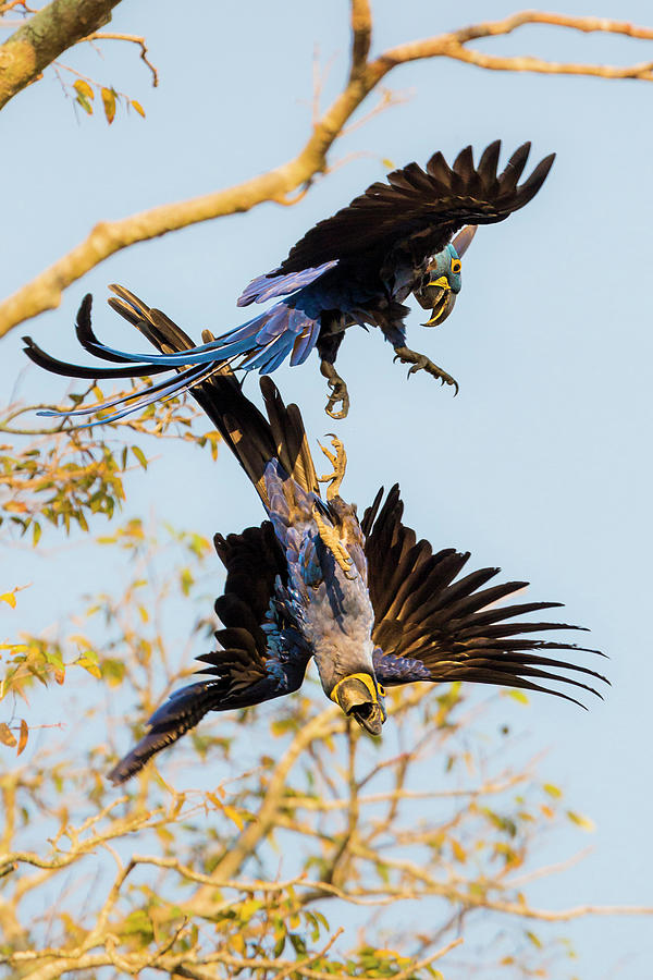 Hyacinthine Macaws Digital Art by Marco Gaiotti
