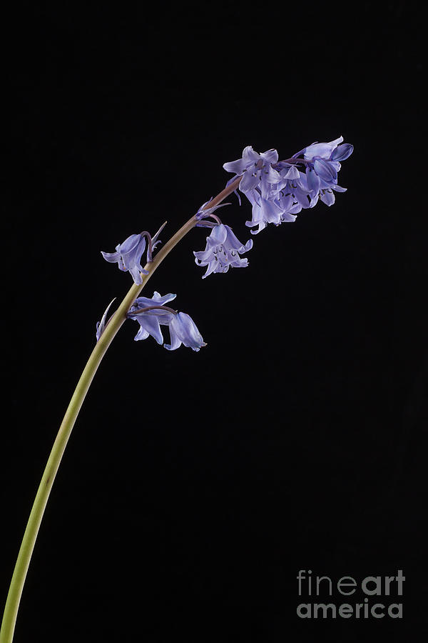 Hyacinthoides Hispanica Photograph
