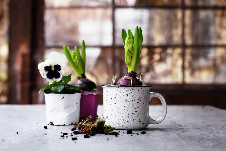 Hyacinths And Pansies Photograph by Alicja Koll