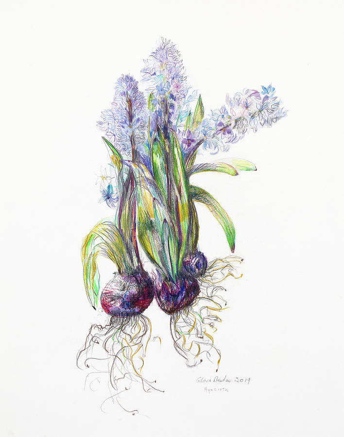 Hyacinths  Mixed Media by Gloria Newlan