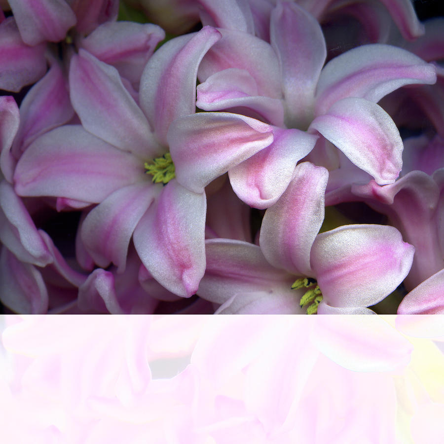 Hyacinths In Pink Photograph by Photograph By Magda Indigo