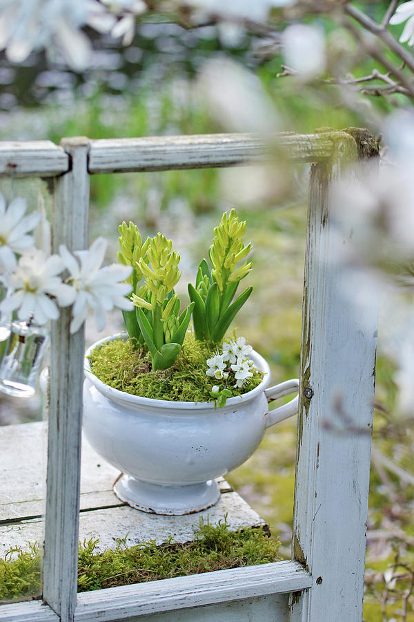 Hyacinths In Soup Tureen Photograph by Angelica Linnhoff