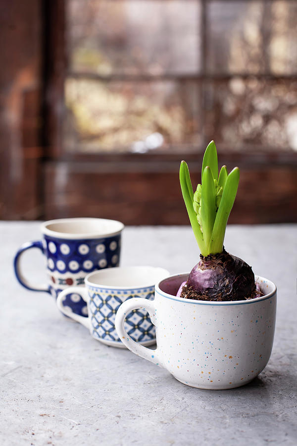 Hyacinths Planted In Mug Photograph by Alicja Koll