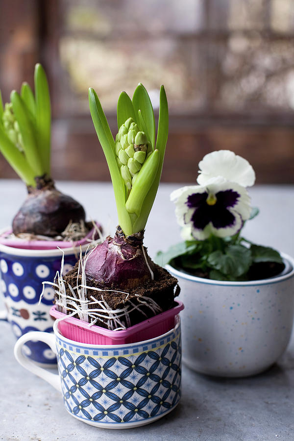 Hyacinths Planted In Mugs Photograph by Alicja Koll