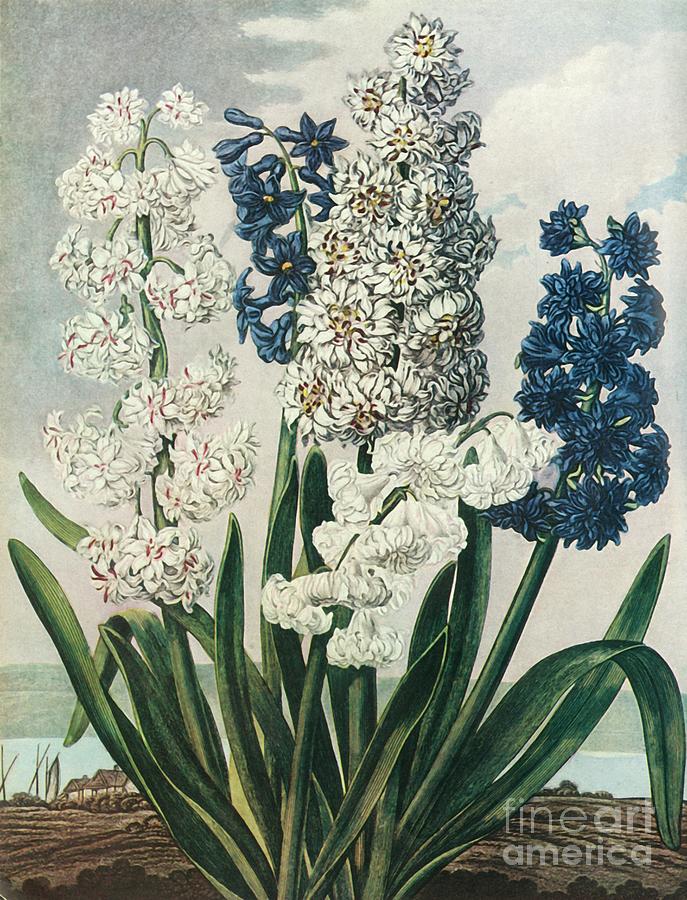 Hyacinths Drawing by Print Collector