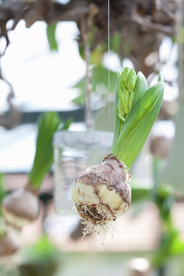 Hyacinths With Bulbs Hung From Cords Photograph by Sibylle Pietrek