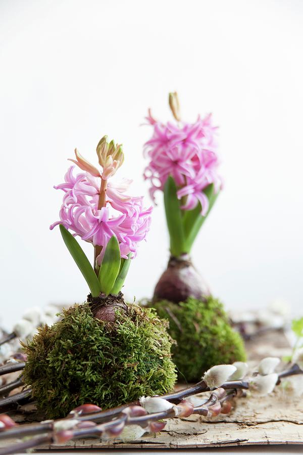 Hyacinths Wrapped In Moss Amongst Pussy Willow Catkins Photograph by Martina Schindler