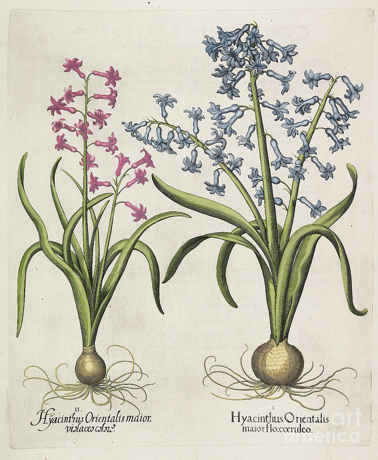 Hyacinthus Orientalis Drawing by Heritage Images