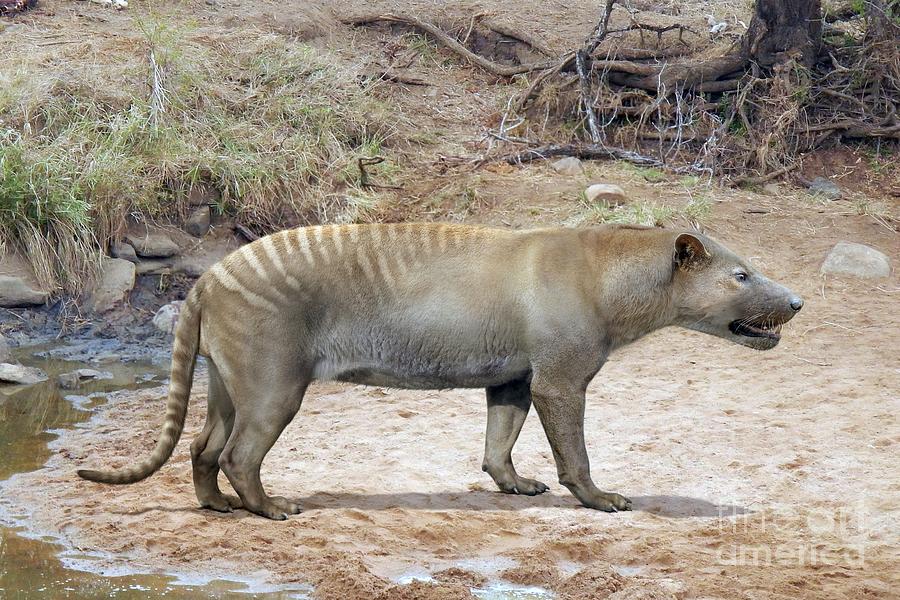 Hyaenaelurus Photograph by Roman Uchytel/science Photo Library - Fine ...