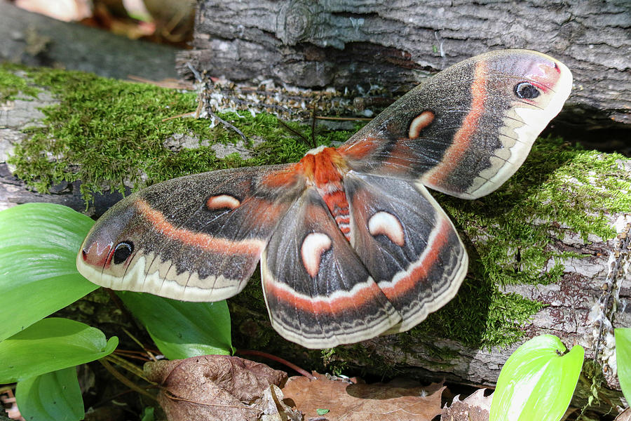 Hyalophora Cecropia Photograph - Hyalophora cecropia Moth 3 by Brook Burling