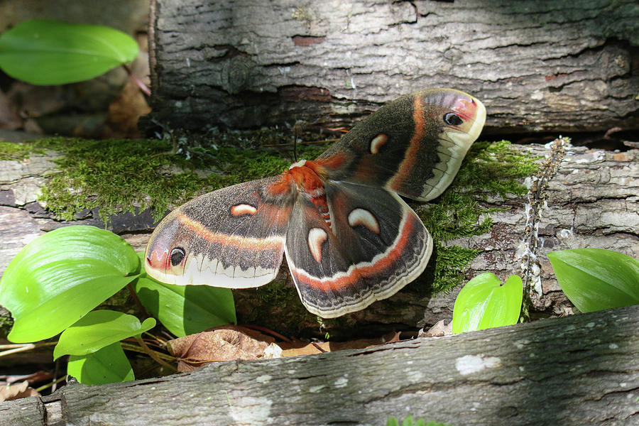 Hyalophora Cecropia Photograph - Hyalophora cecropia Moth 4 by Brook Burling
