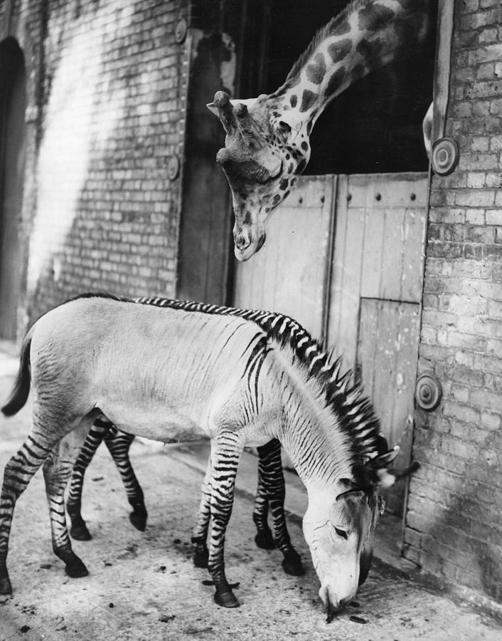 Hybred Donkey Photograph by Fox Photos