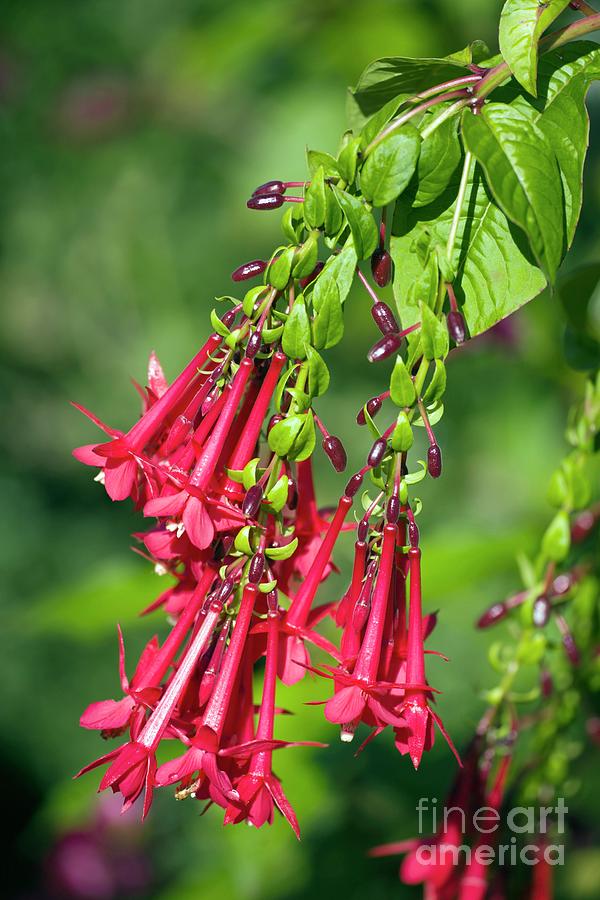 Hybrid Fuchsia (triphylla Group) Photograph by Dr Keith Wheeler/science Photo Library