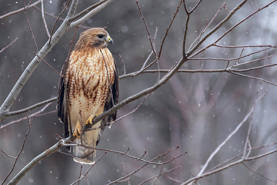 Hybrid Hawk in the snow 1 Photograph by Brian Hale