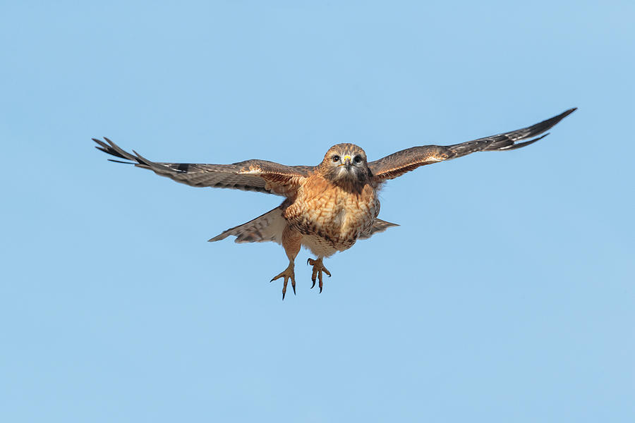 Hybrid Hawk Photograph by James Zipp