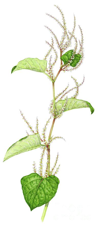 Hybrid Knotweed Photograph by Lizzie Harper/science Photo Library