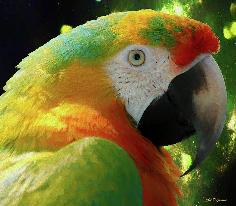 Parrot Painting - Hybrid Mcaw Parrot Profile - Painting by Ericamaxine Price