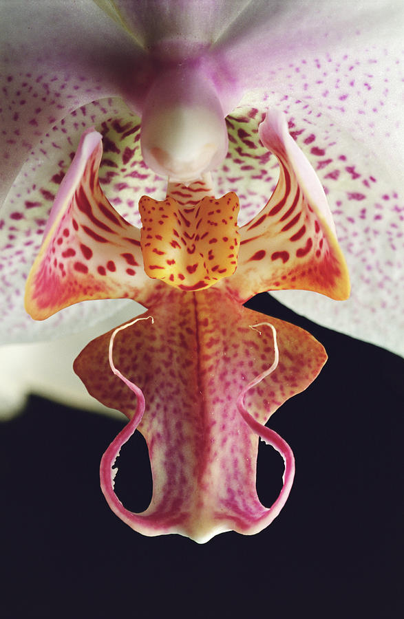 Hybrid Orchid Phalaenopsis Sp., Close-up Photograph by Sami Sarkis