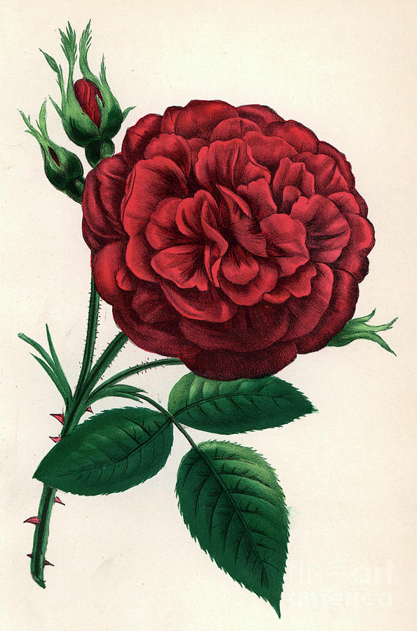 Hybrid Rose Painting by Francois Frederic Grobon