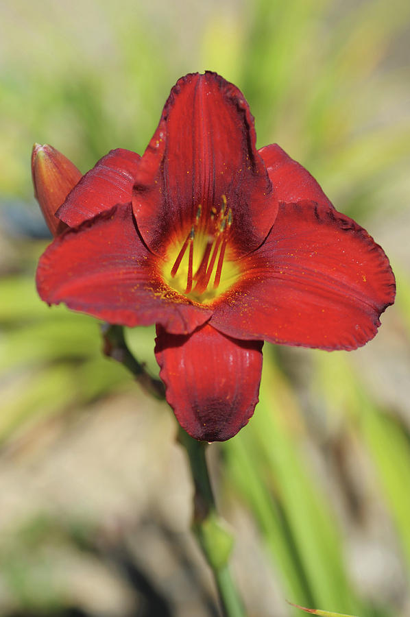 Hybrid Scarlet Royalty. Daylily Flower Photograph by Jenny Rainbow