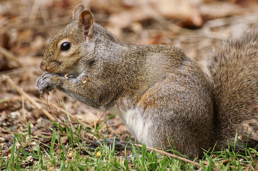 Hybrid Squirrel Photograph by Don Northup