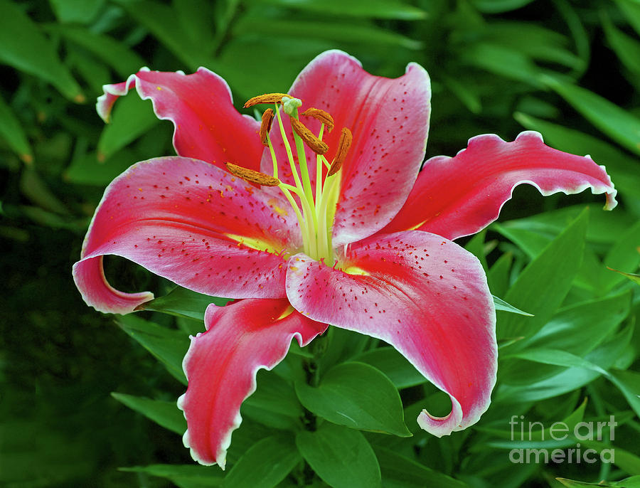 Hybrid Stargazer Oriental Lily Photograph by Larry Nieland