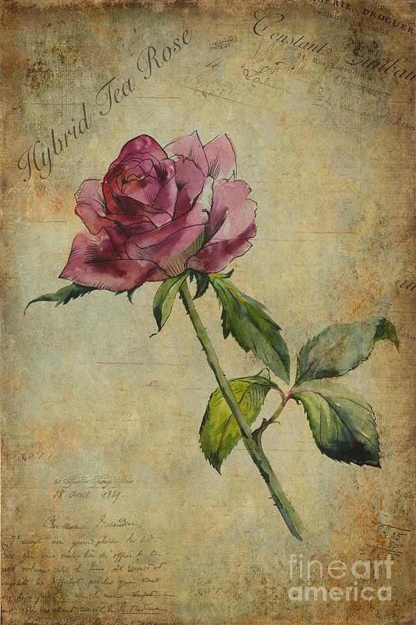 Hybrid Tea Rose Painting