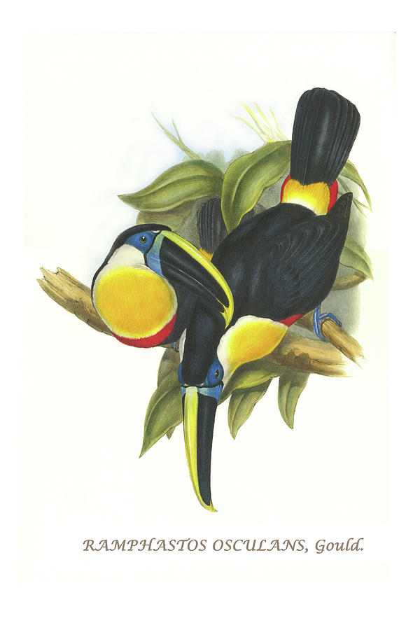 Hybrid Toucan Painting by John Gould