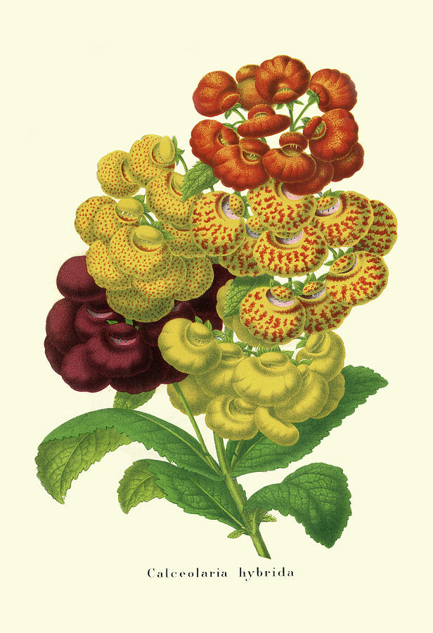 Flower Painting - Hybrid Varieties I by George Severeyns