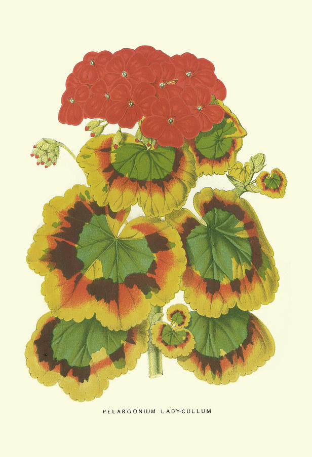 Flower Painting - Hybrid Varieties IIi by P. Stroobant